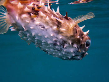 Close-up of fish swimming in sea