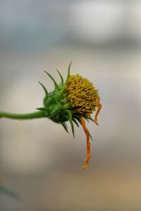 Close-up of honey bee on plant