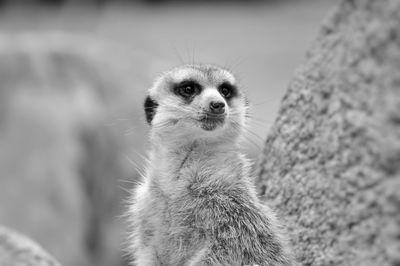 Close-up portrait of meerkat