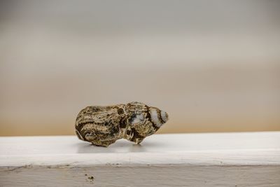 Close-up of lizard on wood