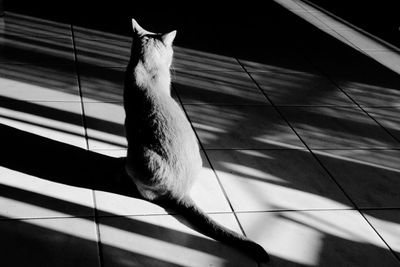 High angle view of cat on floor