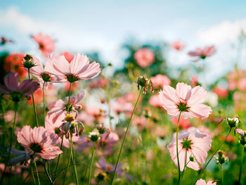 Close-up of flowers blooming against sky