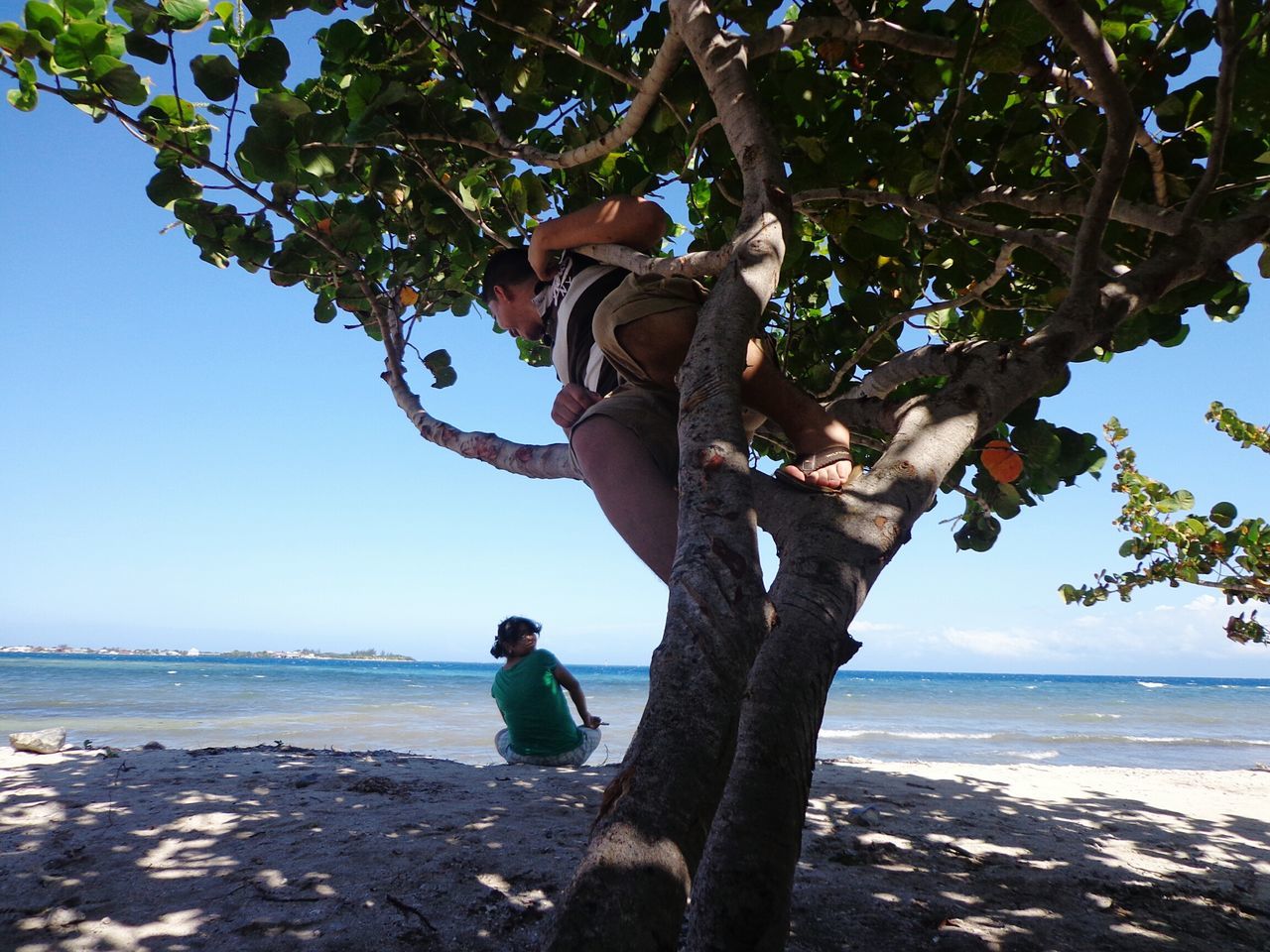 tree, water, tree trunk, nature, full length, sea, tranquility, sky, branch, leisure activity, beach, lifestyles, men, day, clear sky, tranquil scene, shore, outdoors