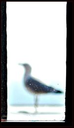 View of bird in glass window