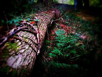 Trees in forest