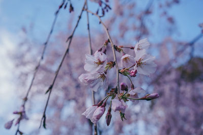 Close-up of cherry blossoms in spring