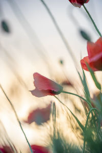 Close-up of red flower