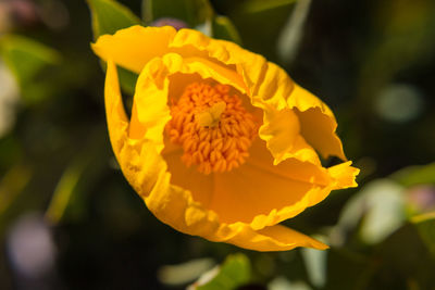Close-up of insect on yellow flower