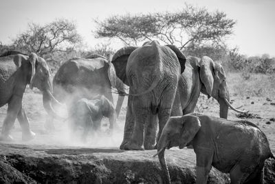 View of elephant on field