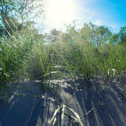 Close-up of grass on field against sky on sunny day