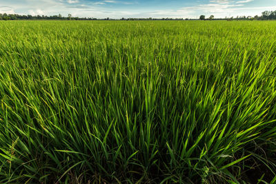 Scenic view of agricultural field against sky