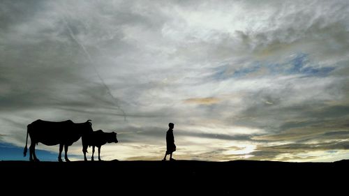Silhouette boy and cows standing on landscape against cloudy sky