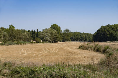 Scenic view of field against clear sky