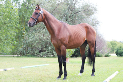 Horse standing on field