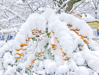 Snow covered plants on land