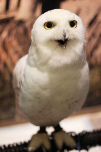 Portrait of white owl