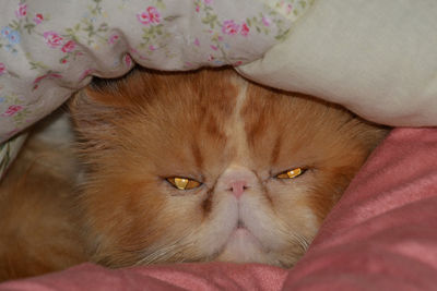 Close-up portrait of a cat lying on bed