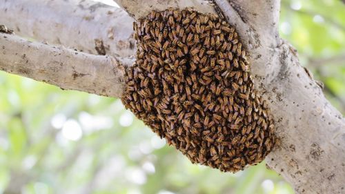 Close-up of bee on tree trunk