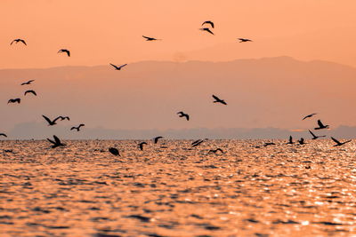 Flock of birds flying in the sky against a golden sunset, lake naivasha, kenya 