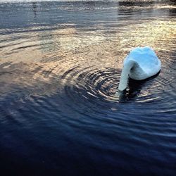 Reflection of sky in water