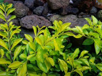 Close-up of plant growing on field