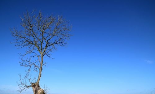 Low angle view of bare tree against clear blue sky