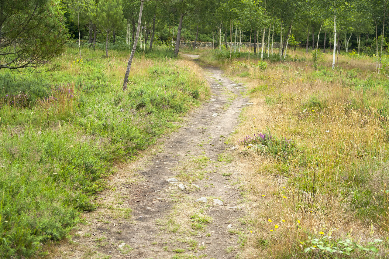 VIEW OF TRAIL ALONG TREES