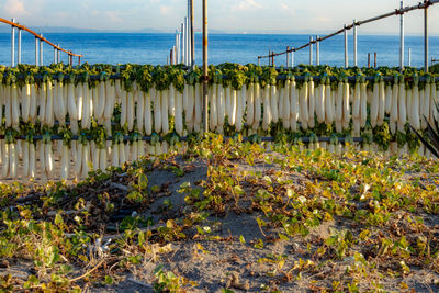 Plants growing by sea against sky