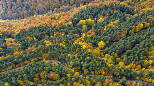 Trees growing in forest