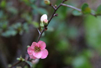 Close-up of pink flowering plant