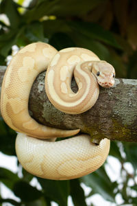 Close-up of snake