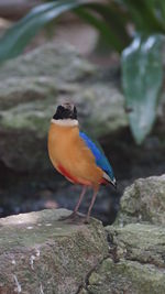 Close-up of bird perching on rock