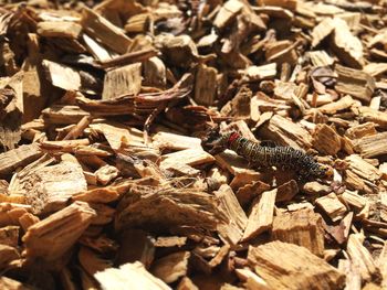 High angle view of insect on wood field