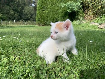 View of white cat looking away