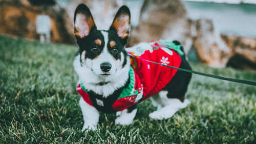 Close-up of dog on grass