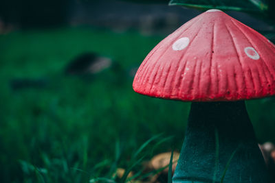 Close-up of pink mushroom growing outdoors