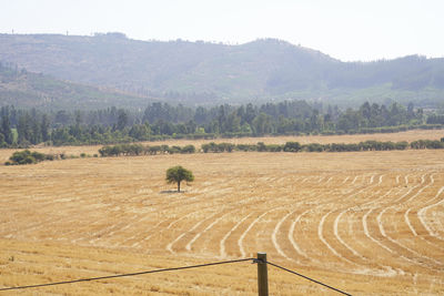 agriculture