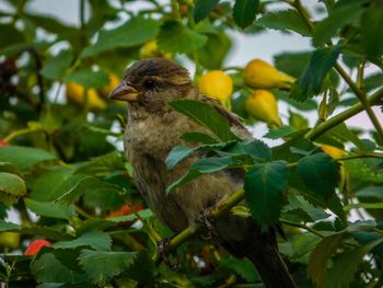 Close-up of bird perching on tree