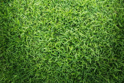 Full frame shot of grass on field