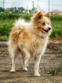 Full length of a dog on field