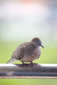 Close-up of bird perching on metal railing