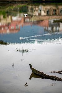 Reflection of birds in water