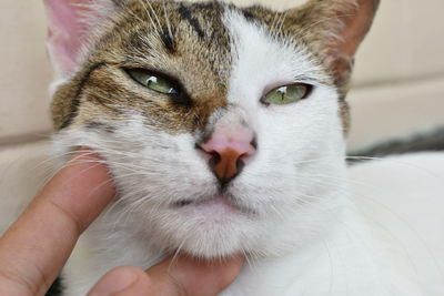 Close-up of hand holding cat