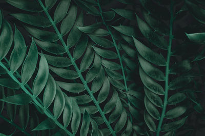 Full frame shot of green leaves