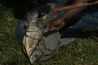 High angle view of vendor keeping fish in weight scale on grass