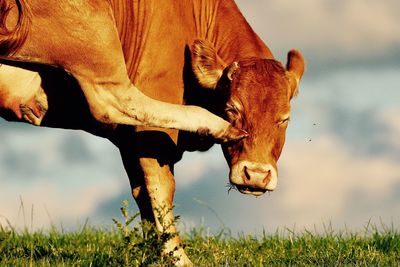 View of a cow on field