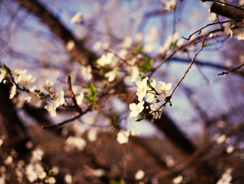 Close-up of flower on tree