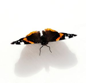 Close-up of butterfly on white background