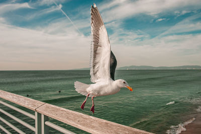 Seagull flying over sea against sky