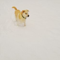 Dog with dogs in background